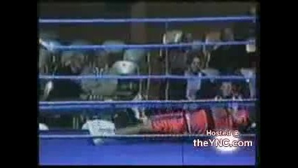Stupid Boxer
