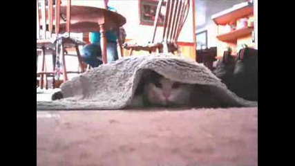 Смешни котки