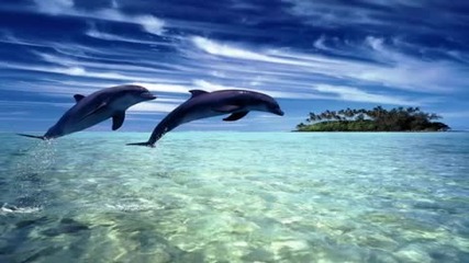 Seventh Heaven - Dolphin