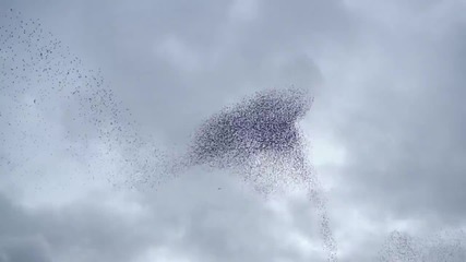 Птици създават страхотна хореография в небето