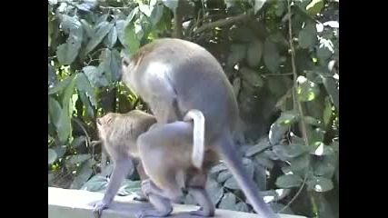 Monkey style