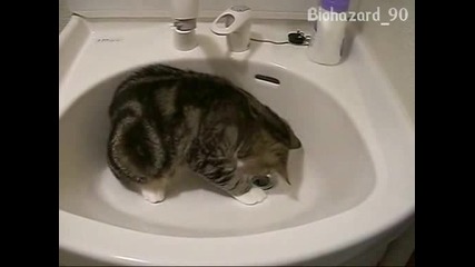 Шантавото коте много смешно си играе в мивката Vbox7.flv