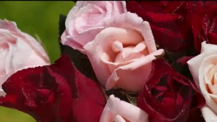 Armik - Rosas del Amor