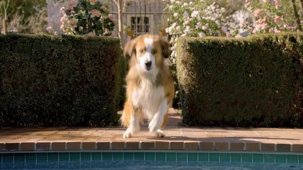 The Dog Strikes Back_ 2012 Volkswagen Game Day Commercial