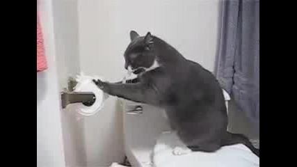 Коте В Тоалетната - Много Смях
