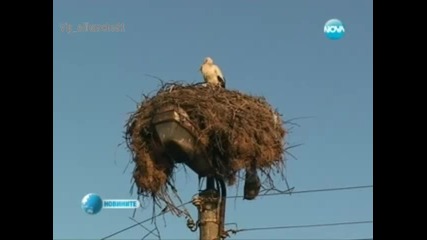 Стар щъркел се върна в село - шокира жителите с появата си