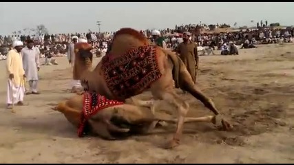 Борба свободен стил между камили