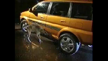 car pisses at dog 