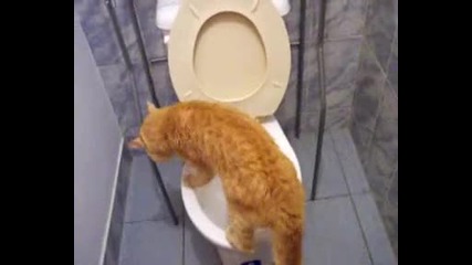 Котка дриска в кенеф