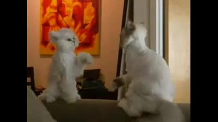 котка каратист 
