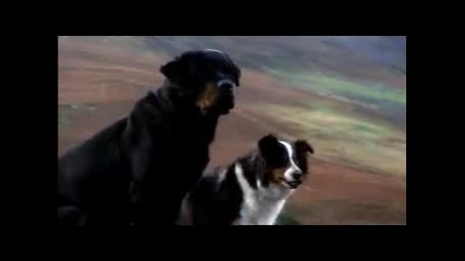 Animals - Dogs 