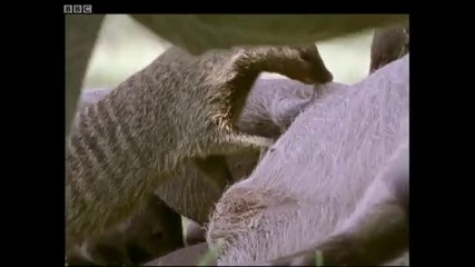 A free lunch for banded mongooses - Bands on the Run - Bbc 