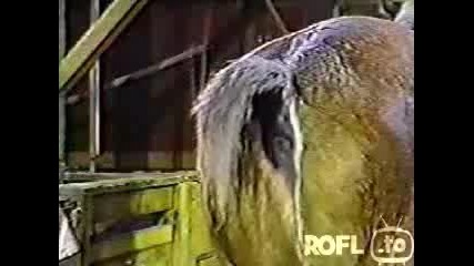 Кон пърди на репортер