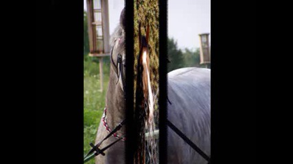 Снимки с коне от 2005 година