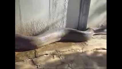 Намериха най дългата змия мъртва