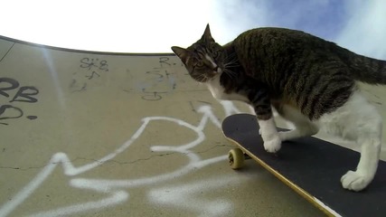 Котка кара скейтборд - Gopro