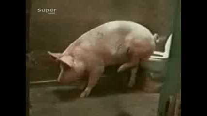 Свиня сере в тоалетната - смях 