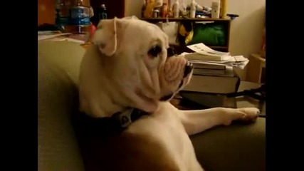 Куче гангстер гледа телевизия - Смях !