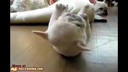 Rolling Puppy ivomalkiq