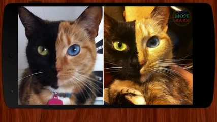 5 Странни Котки с мутации - Сладко или Зловещо?