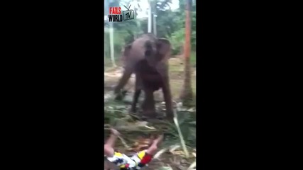 Слон нокаутира турист