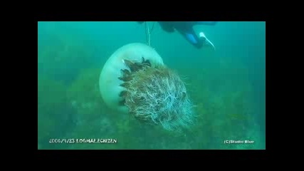 Водолаз плува заедно с огромна медуза
