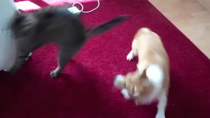 куче и коте се боричкат 