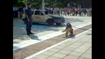 Демонстрация - дресировка на полицейско куче /03.07.09 Хасково/