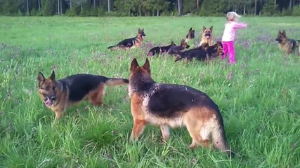 Малко момиче си играе с 14 Немски Овчарки - Guard Dogs
