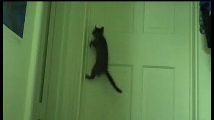 Умно котенце си отваря само вратата!