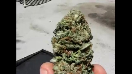 O.g. Kush Hybrid Marijuana 