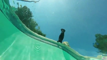 Куче се гмурка под водата и изважда топка