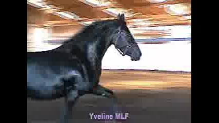 Horses !!! Yveline 