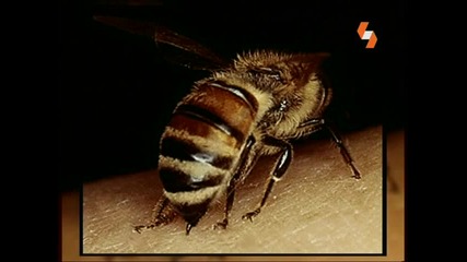Енциклопедия На Животните - Пчели