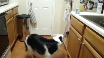 Amazing Tricks by Paige 