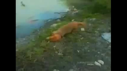 Смешни Кучета!!!