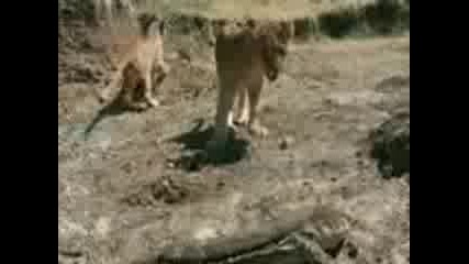 Monitor Lizard vs Lions