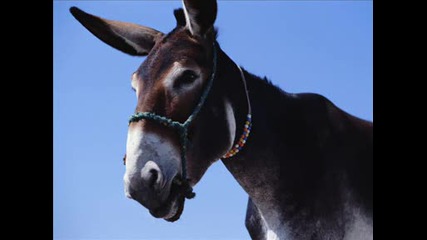 Hd Animal Wallpapers