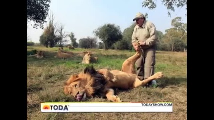 Мъж прави масаж на Лъвове