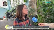 От контрабандна пратка до нов дом: Екзотични пеперуди радват посетители на Природонаучния музей в Пловдив