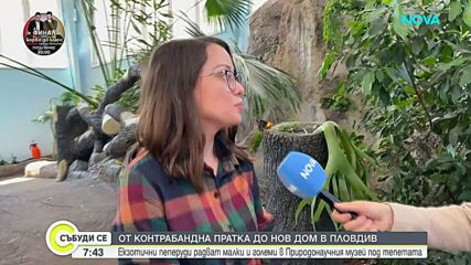 От контрабандна пратка до нов дом: Екзотични пеперуди радват посетители на Природонаучния музей в Пловдив