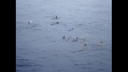 Китове В Морето