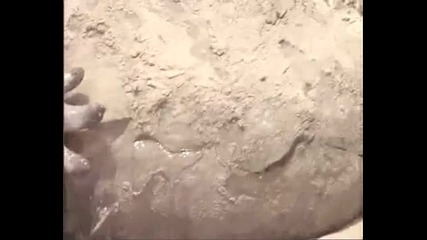 лабиринтодонт и горгонопс educational movie is used on http://batrachos.com