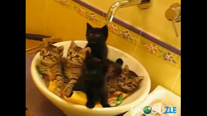 Сладки котета се шашкат!