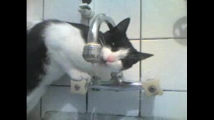 Котка Пие Вода, Хаха