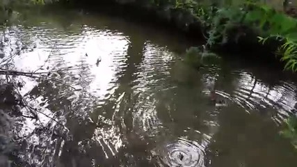 Мъж спасява малко патенце заклещено в река