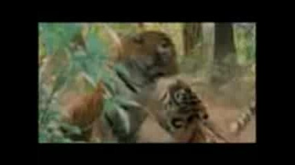 Tiger_vs_tiger