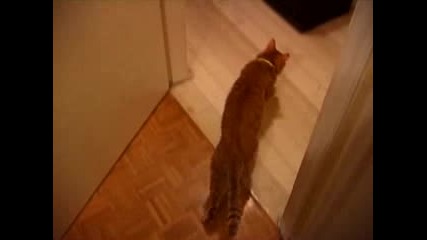 Мулти смешна пияна котка 