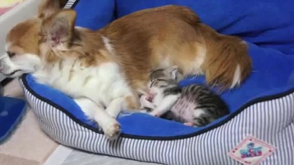 Любов между чихуауа и котенце ..