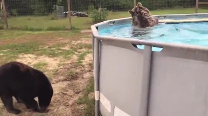 Мечка се качва по стълба и се хвърля в басейна